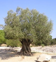 Olive tree Meme Template