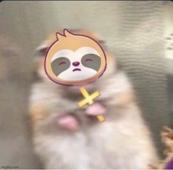 Sloth hamster shook Meme Template