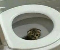 sad toilet cat Meme Template