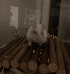 Blurry Hamster Meme Template
