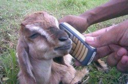 goat on the phone Meme Template