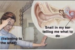 Snail in my ear Meme Template