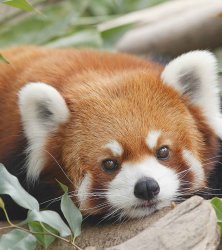 Cute red panda Meme Template