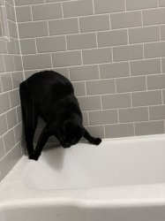 Cat avoiding empty bathtub Meme Template