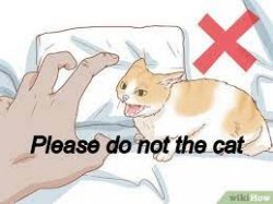 Please do not the cat Meme Template