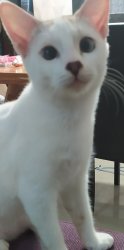 Me be like: Meme Template