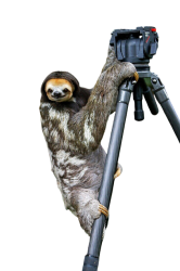Sloth camera transparent Meme Template