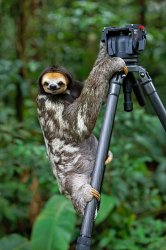 Sloth camera Meme Template