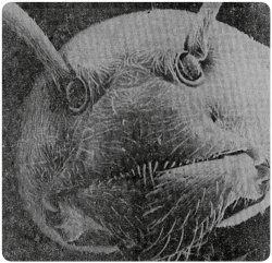 Economy Ant Meme Template