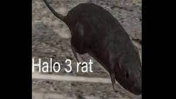 Halo 3 rat Meme Template