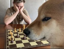 Shiba chessboard Meme Template