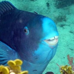 Derpfish Meme Template