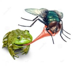 Frog eating fly Meme Template