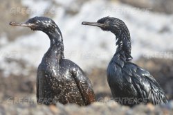 Oil Spill Birds Meme Template