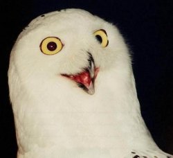 O RLY? Owl Meme Template