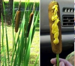 Corndogs Meme Template