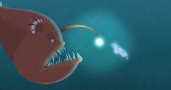 wild kratts anglerfish Meme Template