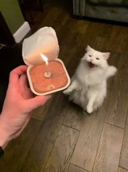cat birthday candle Meme Template
