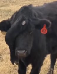 cow with an extra leg on it's forehead Meme Template
