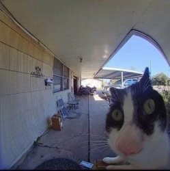 fisheyed cat Meme Template