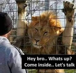 Lion hey bro Meme Template