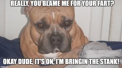 Dog Revenge Meme Template
