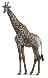 giraffe Meme Template