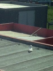 Gaviota filosofa Meme Template