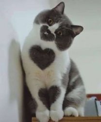 Like cat Meme Template