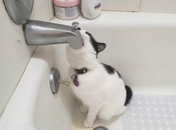 Cat drinking bath water Meme Template