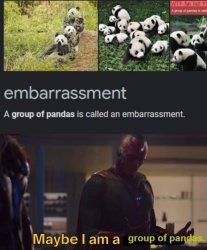 A group of pandas Meme Template