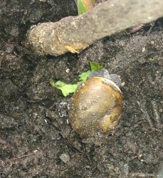 Turbo the snail Meme Template