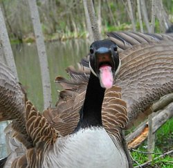 Angry Goose Meme Template