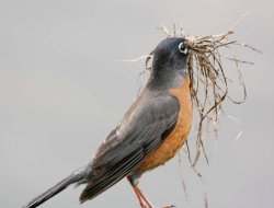 Birds be building Meme Template