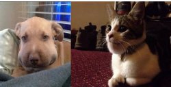 stung Dog vs. Giga Cat GC-PRIME Meme Template