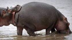 HIPPO BITES HIPPO, BITTEN ON THE ASS Meme Template