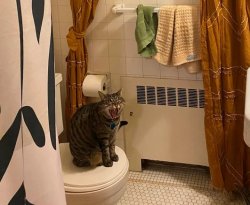 Cat in the bathroom Meme Template