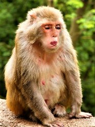 Nancy Pelosi has monkeypox Meme Template