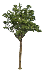 tree for protect Meme Template