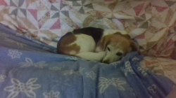 My dog :3 Meme Template