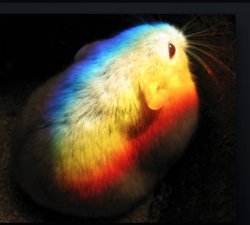 rainbow hamster Meme Template