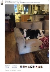 cow, sofa Meme Template
