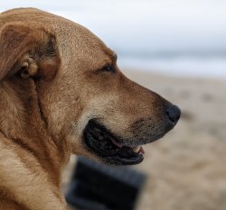 outlook dog Meme Template