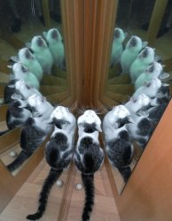 Mirror cats Meme Template