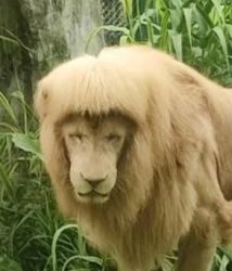 lion with mullet Meme Template