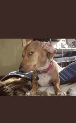 Sus dog Meme Template