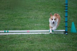 Corgi jump Meme Template