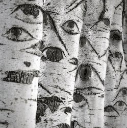 Trees with eyes Meme Template