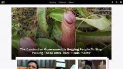 penis plant :D Meme Template
