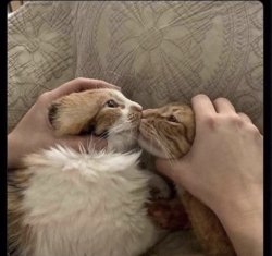 Cats kissing Meme Template